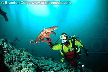 ma32. Pacific Giant Octopus (Enteroctopus dofleini) interacts with scuba diver, model released. Pacific Northwest. 