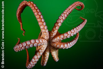 pe1141-D. Pacific Giant Octopus (Enteroctopus dofleini), suckered tentacles. Pacific Northwest. 
