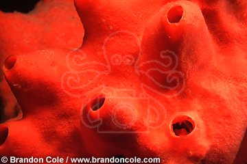 hc755. Red Volcano Sponge (Acarnus erithacus)