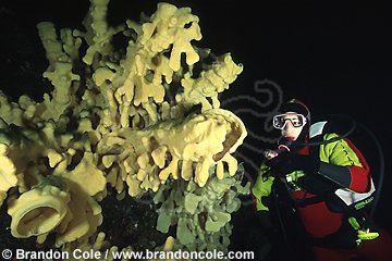 lf4618. Cloud Sponge (Aphrocallistes vastus) and woman diver. Model Released