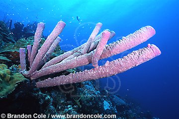 md79. Stove-pipe Sponge (Aplysina archeri)