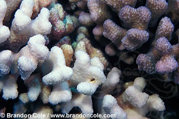 li4851. coral bleaching (Pocillopora sp.). White coral on left is dying- it has expelled its symbiotic zooxanthellae algae. Pollution, global warming, and many other factors stressing coral reefs world wide.