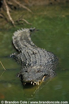 dp12134. Salt Water Crocodile (Crocodylus porosus)