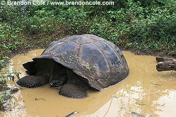 nd257. Galapagos Giant Tortoise (Geochelone elephantopus) cooling down in mud hole