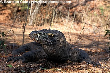 nm1158. Komodo Dragon (Varanus komodensis). World's largest lizard is endangered and lives only on a few islands in Indonesia