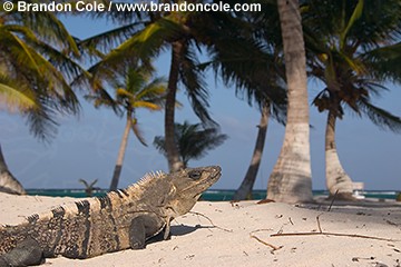 nr70998-D. iguana on beach. Belize, Central America