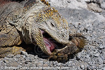 nu72135-D. Land Iguana (Conolophus subcristatus) feeding on prickly pear cactus