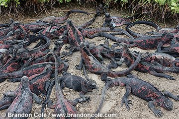nu72236-D. Marine Iguanas (Amblyrhynchus cristatus). Grouped together to conserve heat on a cool morning