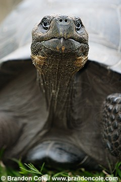 nu72581-D. Galapagos Giant Tortoise (Geochelone elephantopus)