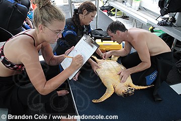 pk80362-D. Hawksbill Sea Turtle (Eretmochelys imbricata). Larry Wood and assistants collecting data for The Hawksbill Study- a research project focusing on population dynamics. Here Wood- a sea turtle biologist and Curator of the Loggerhead Marinelife Center of Juno Beach- measures subadult turtle's curved plastral length. Florida
