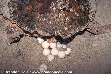 kv2992. Loggerhead Sea Turtle (Caretta caretta) female laying her eggs in nest on beach.