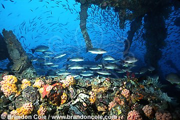 ju1451. shipwreck of the Yongala in Australia overgrown with corals and other invertebrates. Fish schooling. A vibrant artificial reef