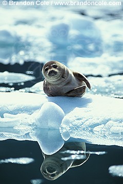 gd306. Harbor Seal (Phoca vitulina) on iceberg