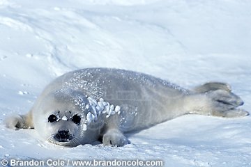 ll5180. Harp Seal (Phoca groenlandica). Newborn whitecoat pup