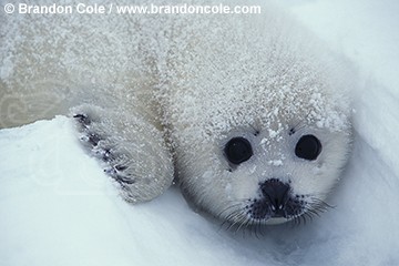 ll5363. Harp Seal (Phoca groenlandica). Newborn whitecoat pup