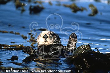 ig812. Southern Sea Otter (Enhydra lutris)