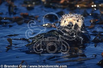 ld3595. Southern Sea Otter (Enhydra lutris)