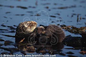 ld3693. Southern Sea Otters (Enhydra lutris), mother and pup