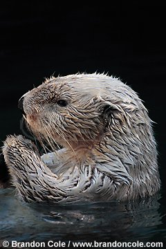 nt71619-D. Southern Sea Otter (Enhydra lutris), captive at aquarium