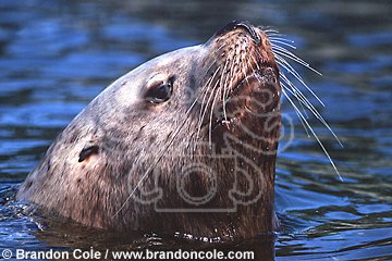 km2439. Steller Sea Lion (Eumetopias jubatus), adult male (bull). Alaska, USA, Pacific Ocean.