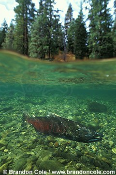 gx11246. Chinook Salmon (Oncorhynchus tshawytscha) split view, USA