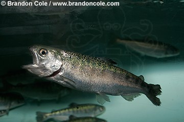 nt0991-D. Chinook Salmon (Oncorhynchus tshawytscha) juvenile. 5 months old. Seattle Aquarium, WA.