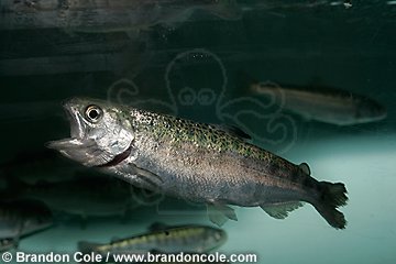 nt0991-D. Chinook Salmon (Oncorhynchus tshawytscha) juvenile. 5 months old. Seattle Aquarium, WA.
