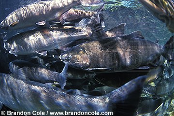 mj320. Coho Salmon  (Oncorhynchus kisutch) underwater, endangered species