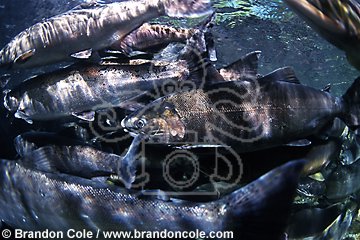 mj320. Coho Salmon