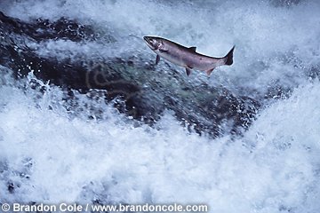 mu15. Coho Salmon, leaping up river rapids