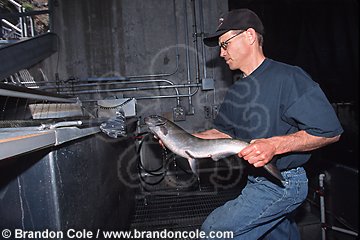 mo209. Chinook Salmon (Oncorhynchus tshawytscha) at Lower Granite Dam Snake River WA. Magnetic sensor detects implanted tags used to monitor fish population.