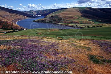 mo73. Snake River valley near Lower Granite Dam, WA, USA. Once prime salmon habitat, now only a fraction of historical numbers swim up this river to reach their ancestral spawning grounds.