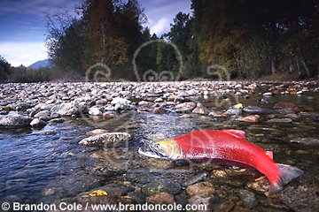 mb100. Sockeye Salmon, male struggles up riverbed to spawning grounds