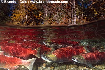 mb51. Sockeye Salmon, split view (over-under) of a school moving up river to spawning grounds