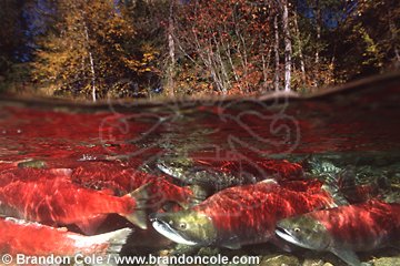mb51. Sockeye Salmon, split view (over-under) of a school moving up river to spawning grounds
