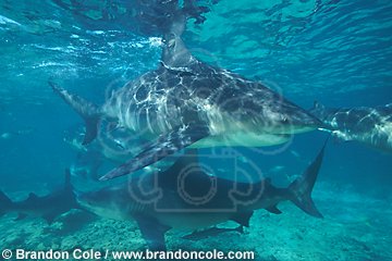 nc4. Bull Sharks (Carcharhinus leucas), Bahamas, Atlantic Ocean.