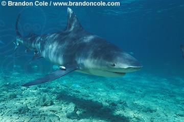 nc5. Bull Shark portrait, hires scan professional photography