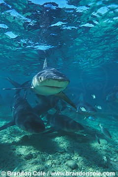 nc6. Zambezi or Bull Sharks in shallow waters.