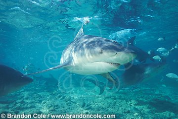 nc7. Bull Shark