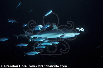 na580. Caribbean Reef Shark, surrounded by fish at night