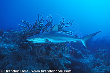 nc147. Caribbean Reef Shark