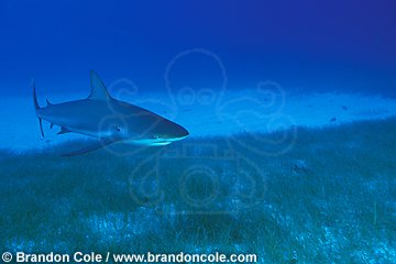 nc154. Caribbean Reef Shark
