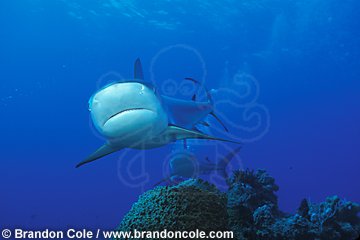 nc164. Caribbean Reef Shark (Carcharhinus perezi), Bahamas, Atlantic Ocean.
