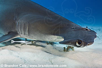 RR1795, Sphyrna mokarran horizontal format wide angle underwater digital picture, copyright Brandon Cole 
