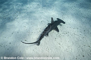 RR1883-Brandon Cole shark stock photo, Bimini Bahamas image of great hammerhead species