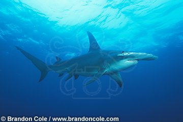 nc137. Great Hammerhead Shark (Sphyrna mokarran), Bahamas, Atlantic Ocean.