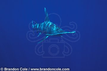 nc140. Great Hammerhead Shark