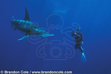 nc141. Great Hammerhead Shark, and scuba diver