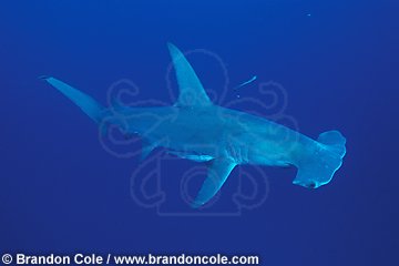nc226. Great Hammerhead Shark