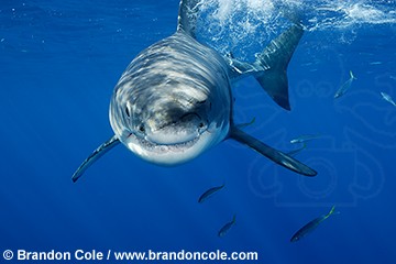 py0191-D. Great White Shark (Carcharodon carcharias) underwater, Guadalupe Island, Mexico, Pacific Ocean.